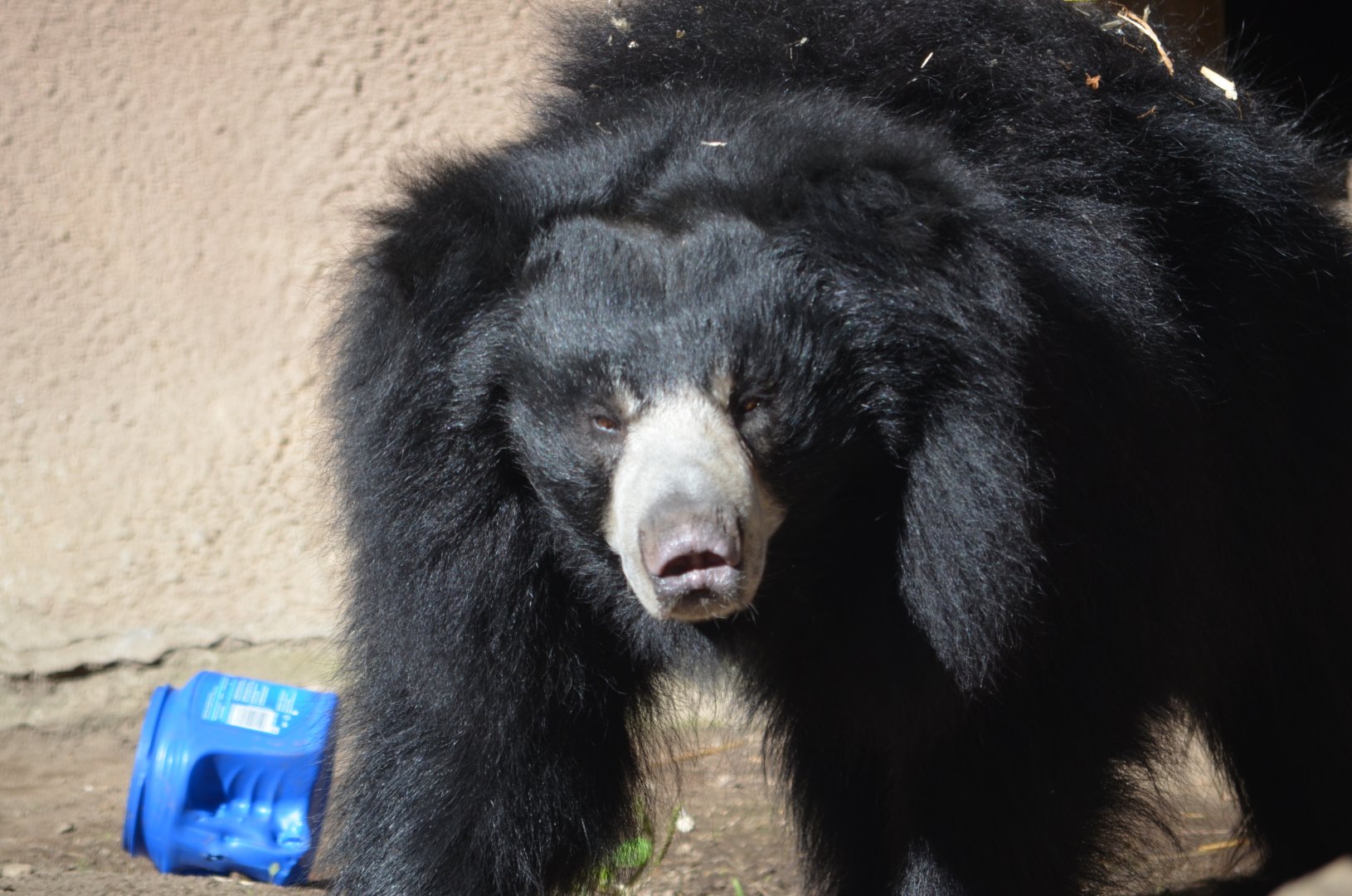 Vicky - Sloth Bear