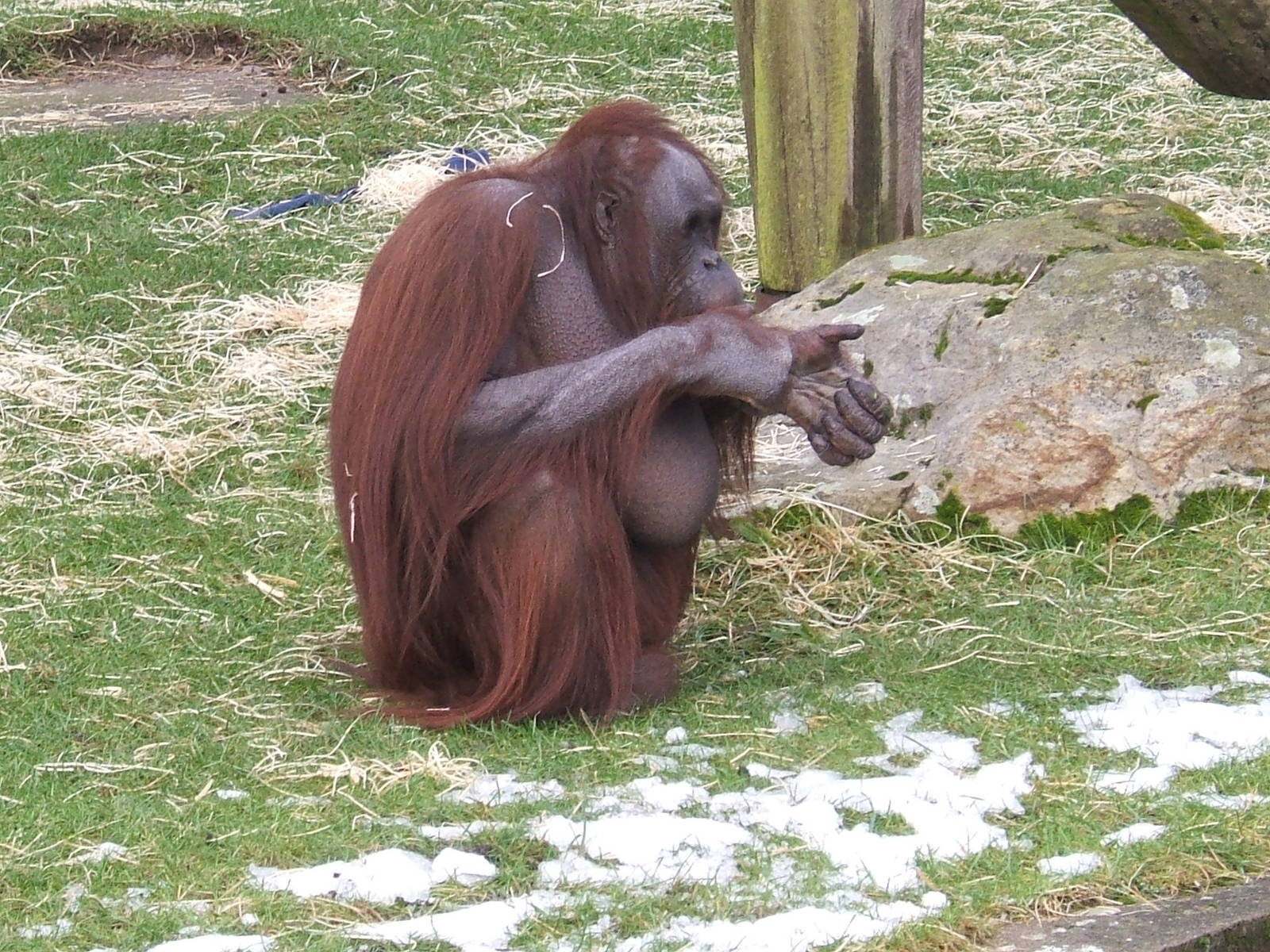 Vicky the Bornean orangutan at Blackpool Zoo, 29 December 2009