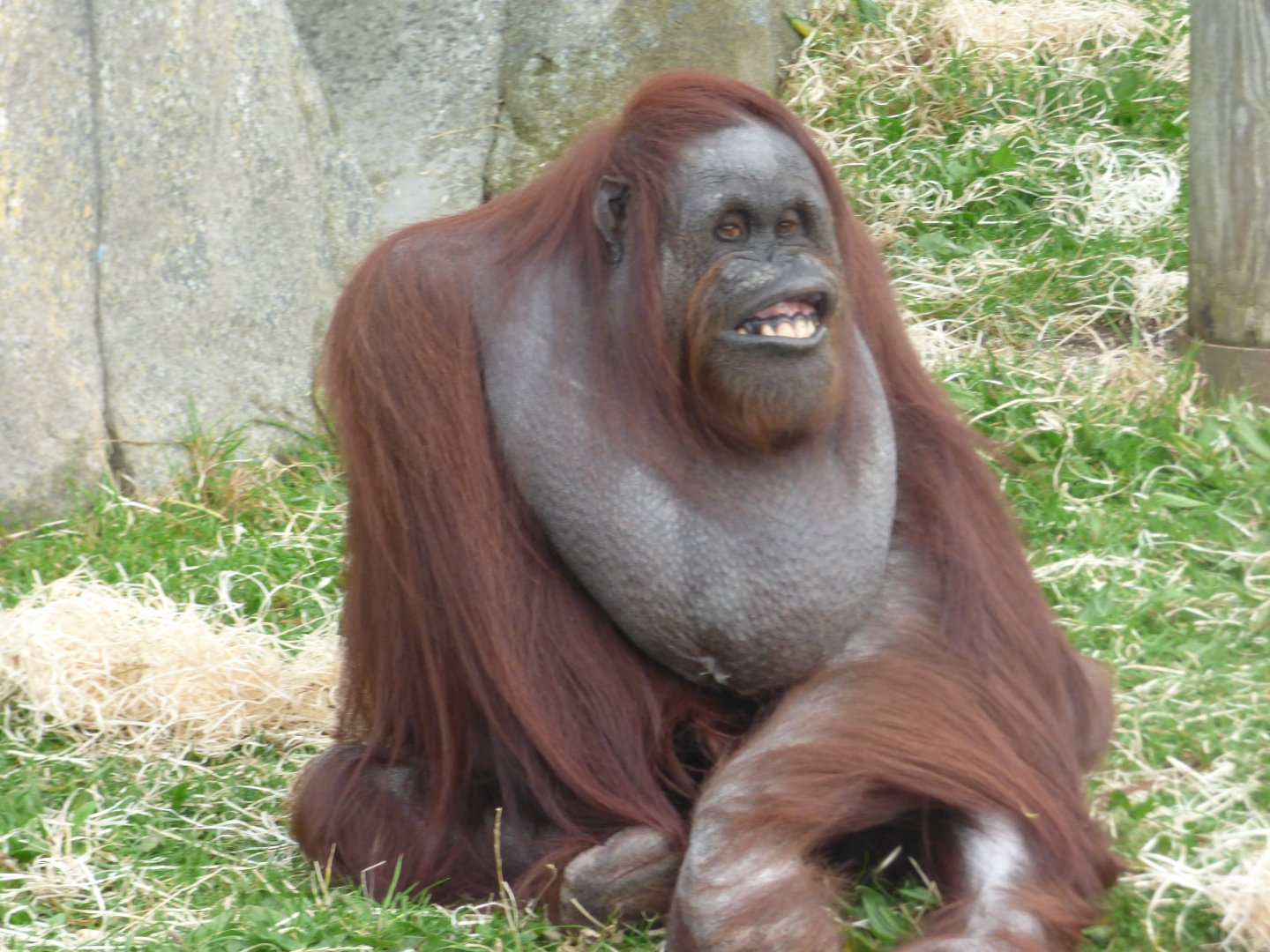 Vicky the Bornean Orangutan