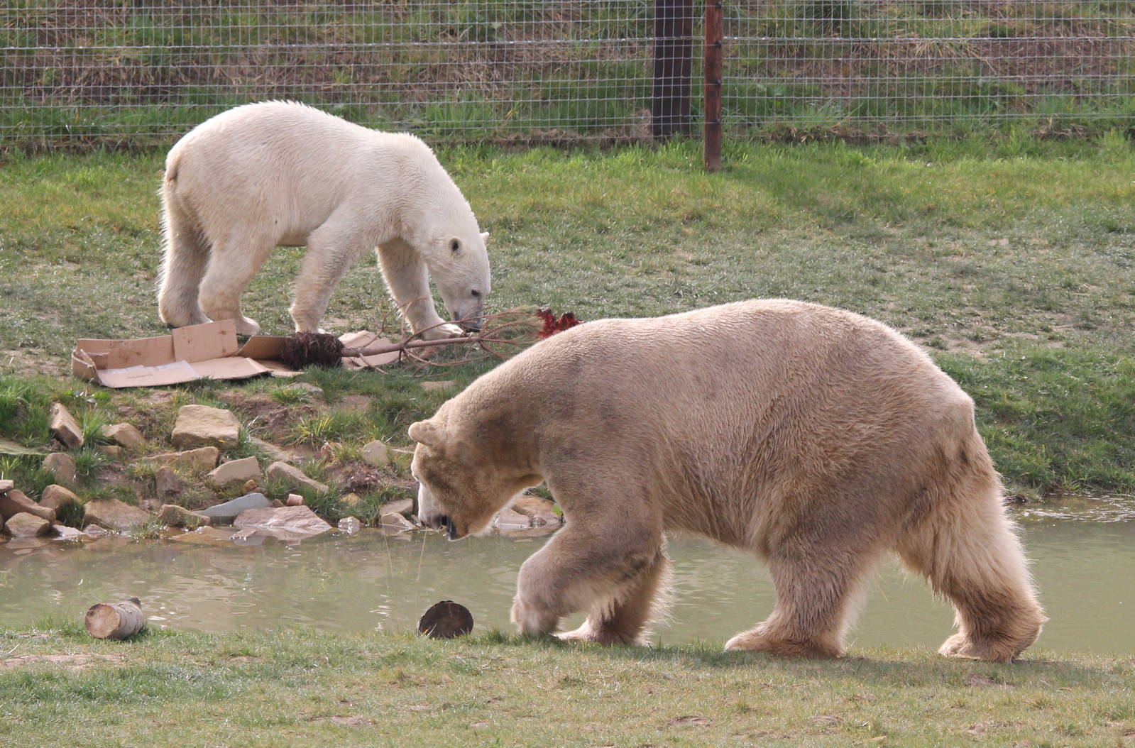 Victor and Pixel 30-3-15