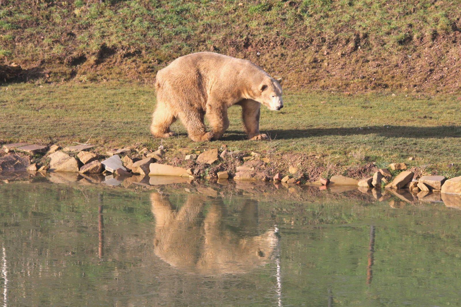 Victor in winter sun. 25-1-15