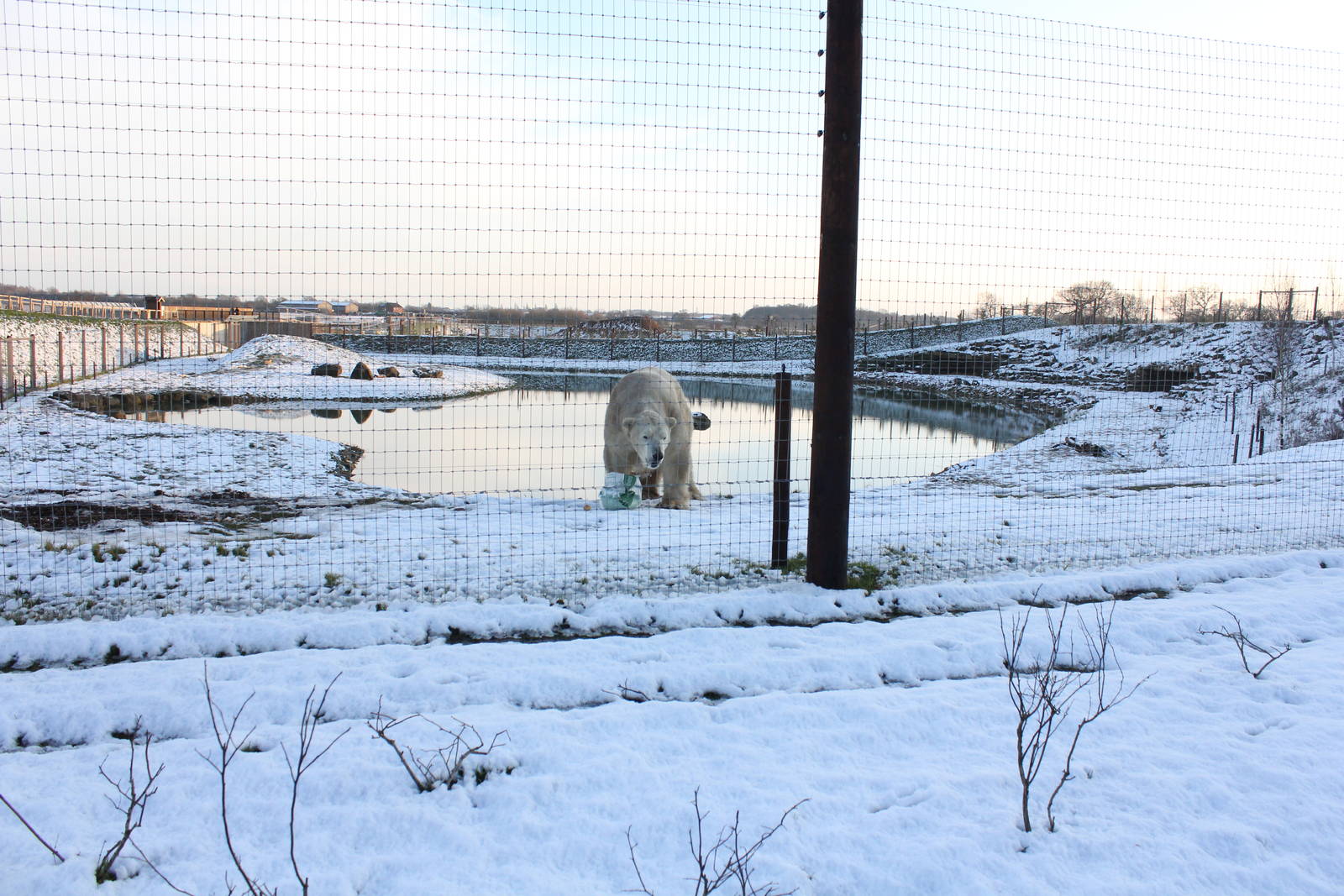 Victor near the fence 27-12-14