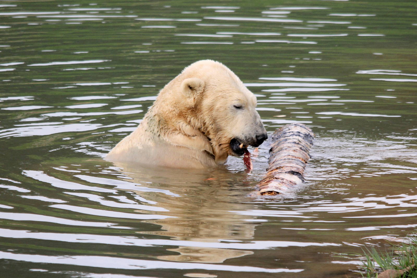 Victor stripping and eating bark 5-10-14