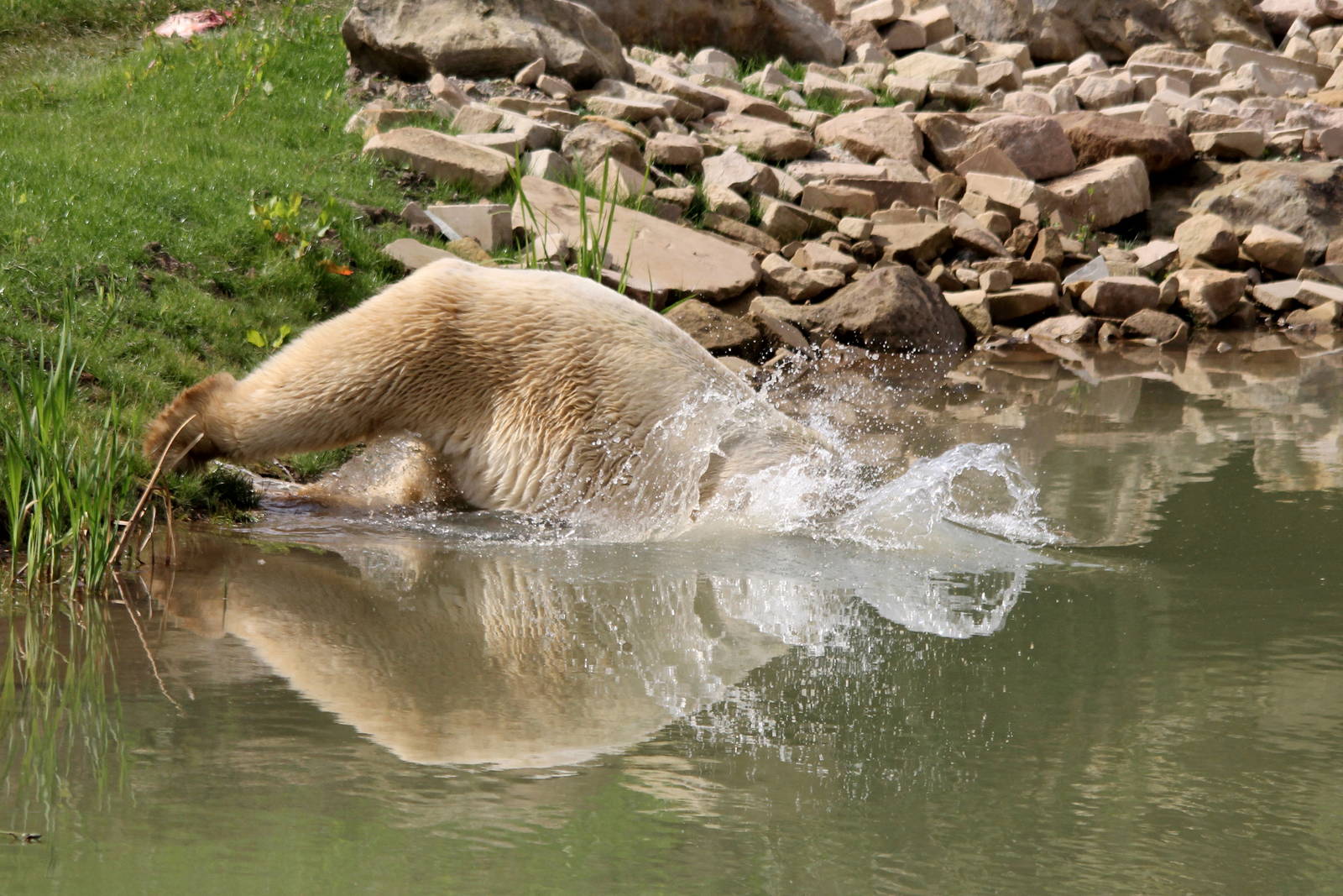 Victor taking the plunge 24-8-14