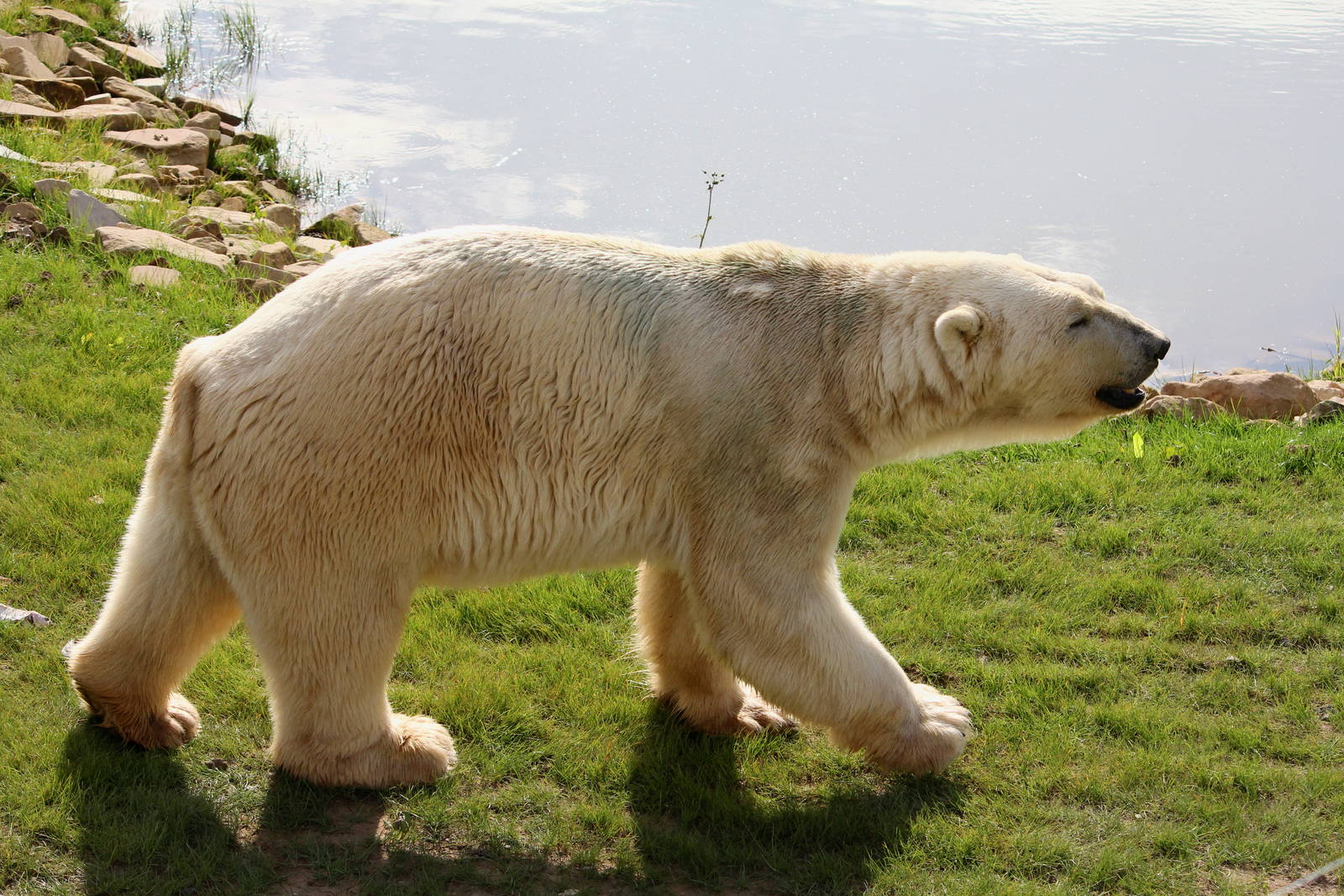 Victor the Polar bear 19-8-14