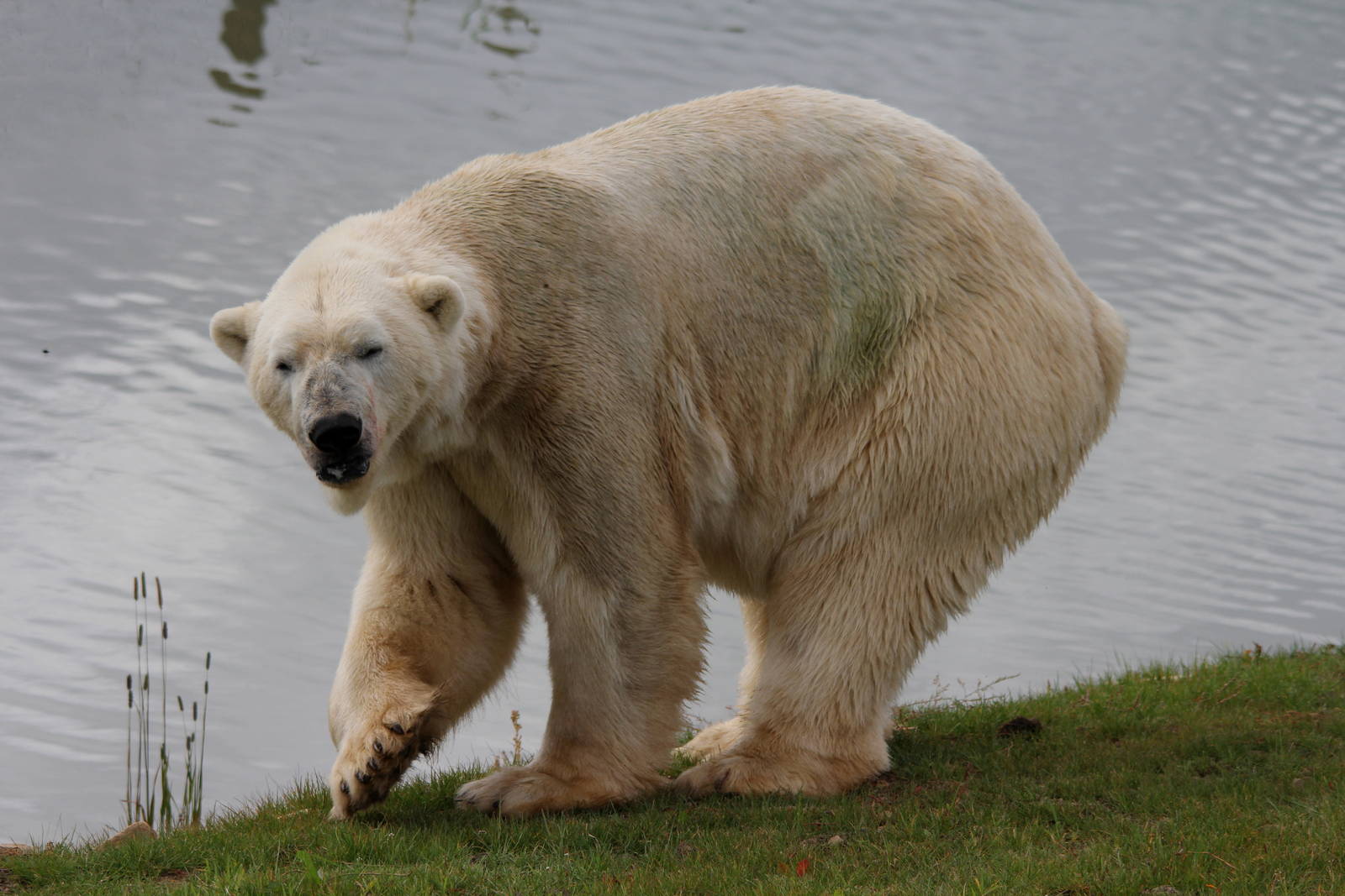 Victor the polar bear 24-8-14