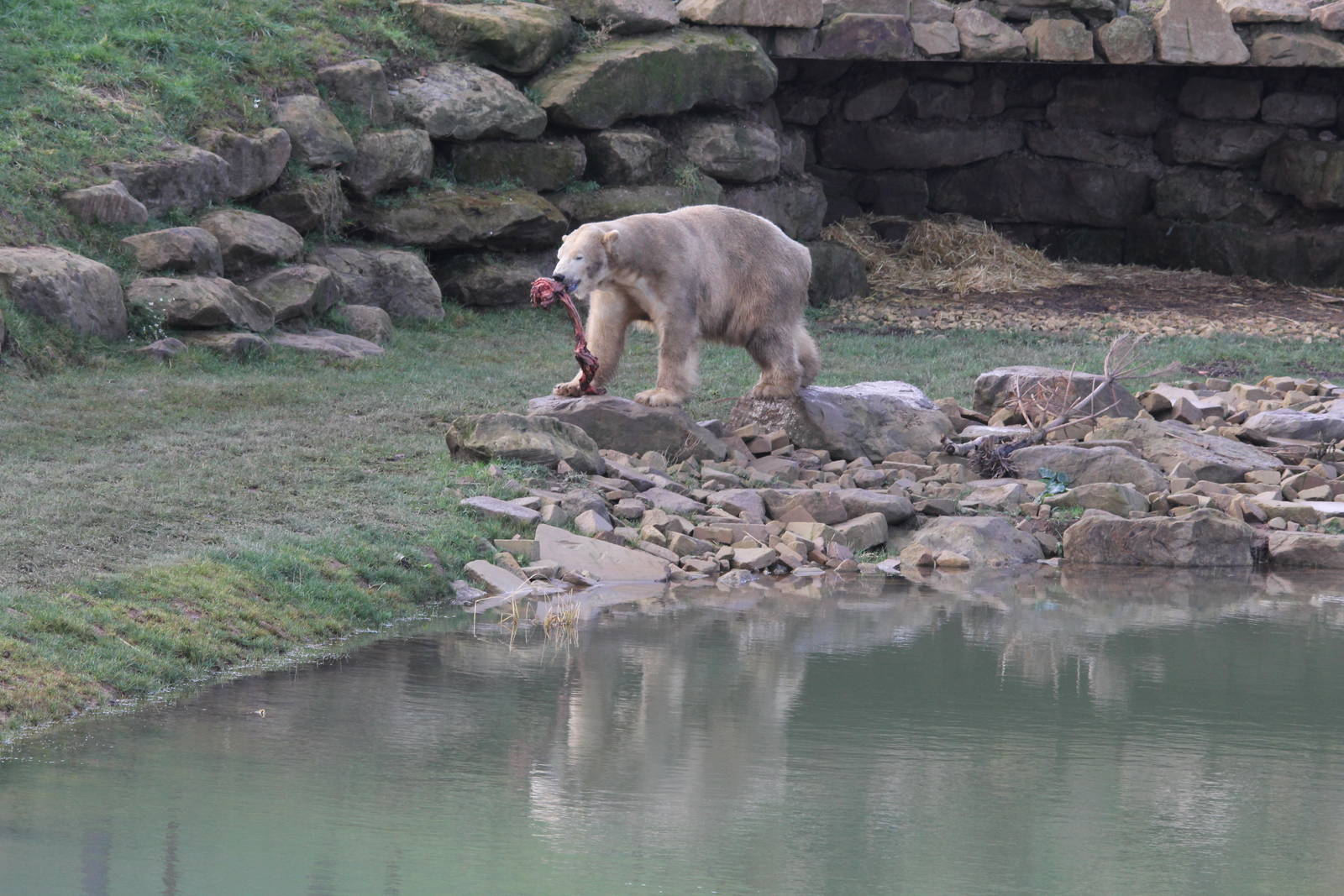 Victor the polar bear. 25-1-15