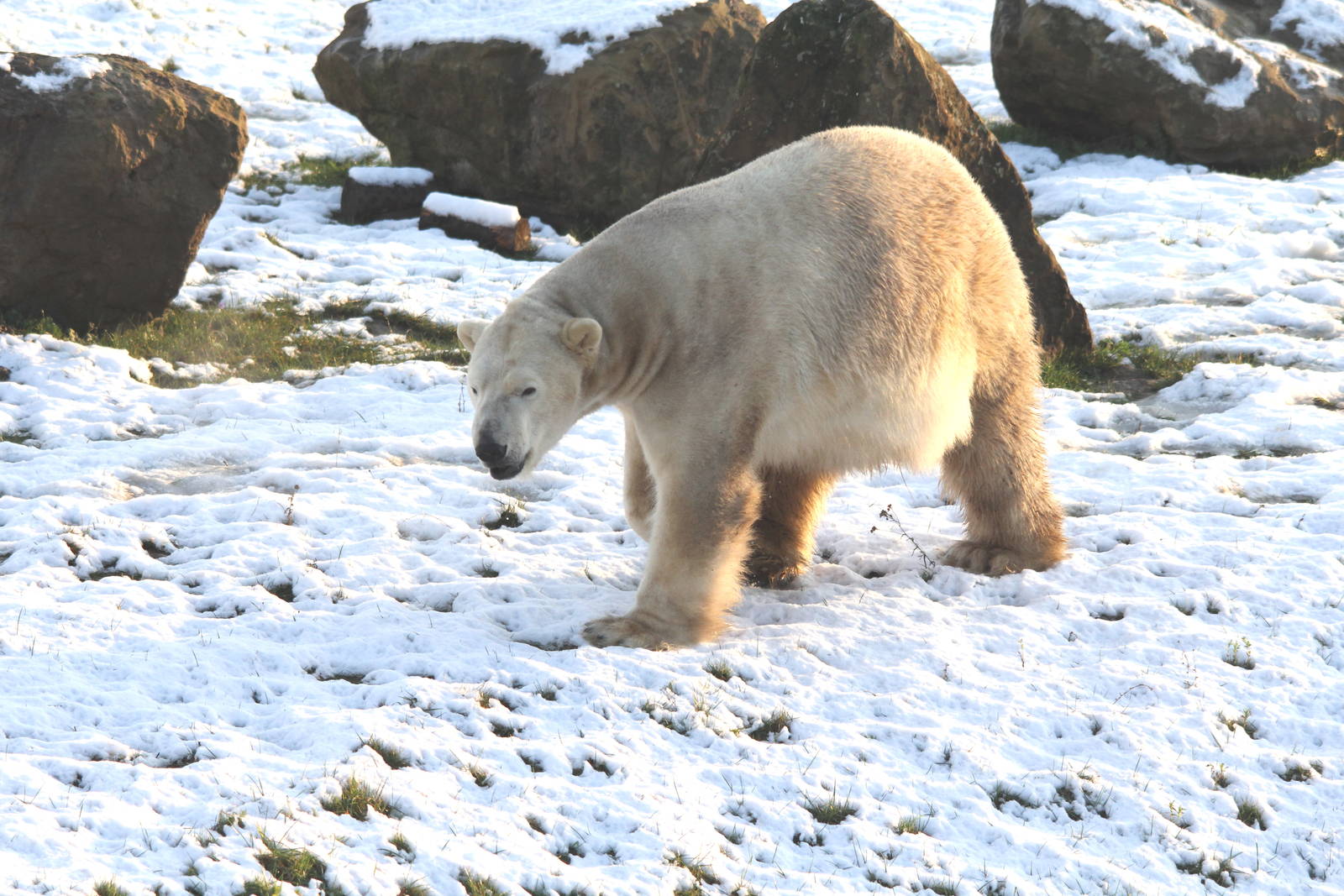 Victor the polar bear 27-12-14