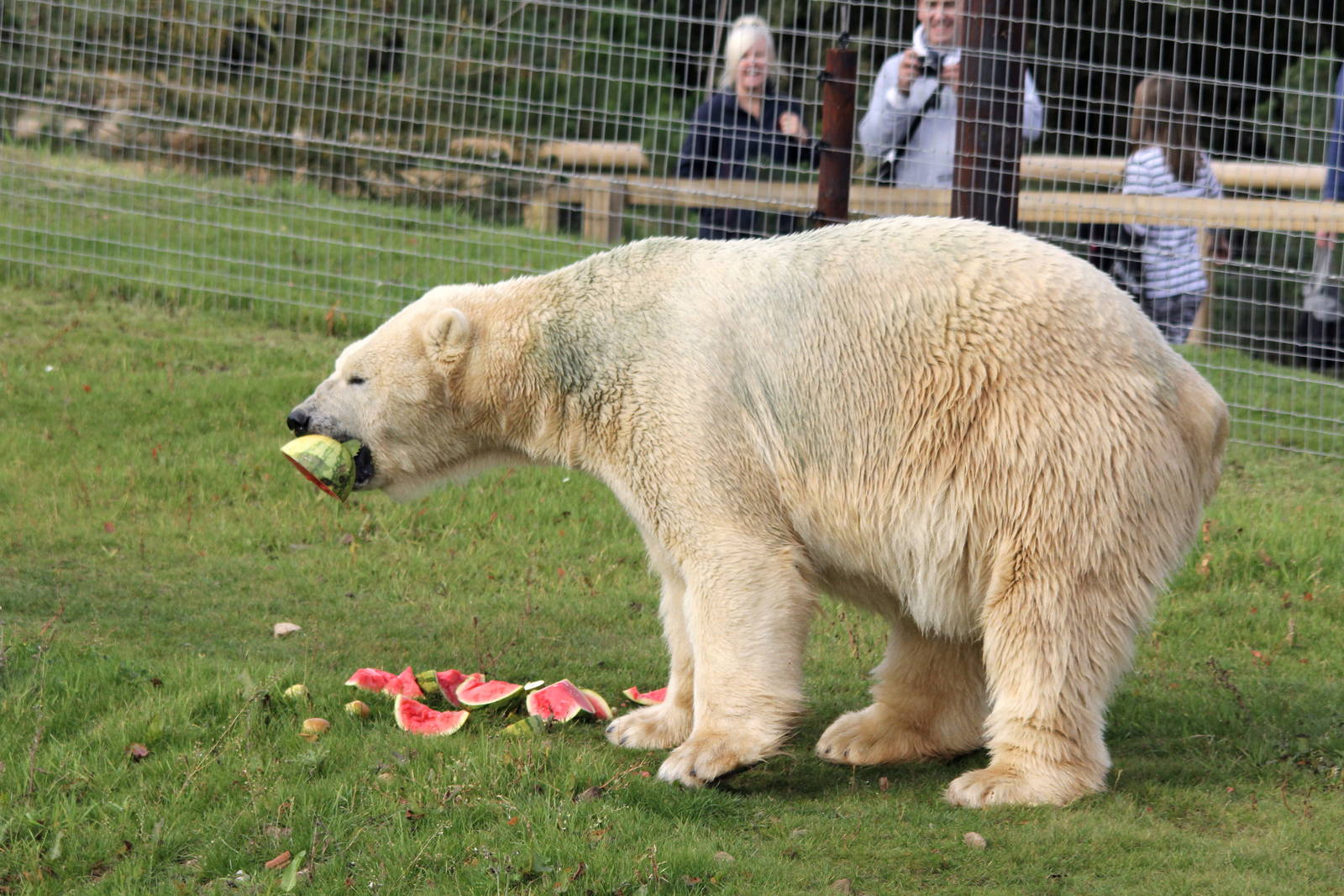 Victor the polar bear with watermelon 5-10-14