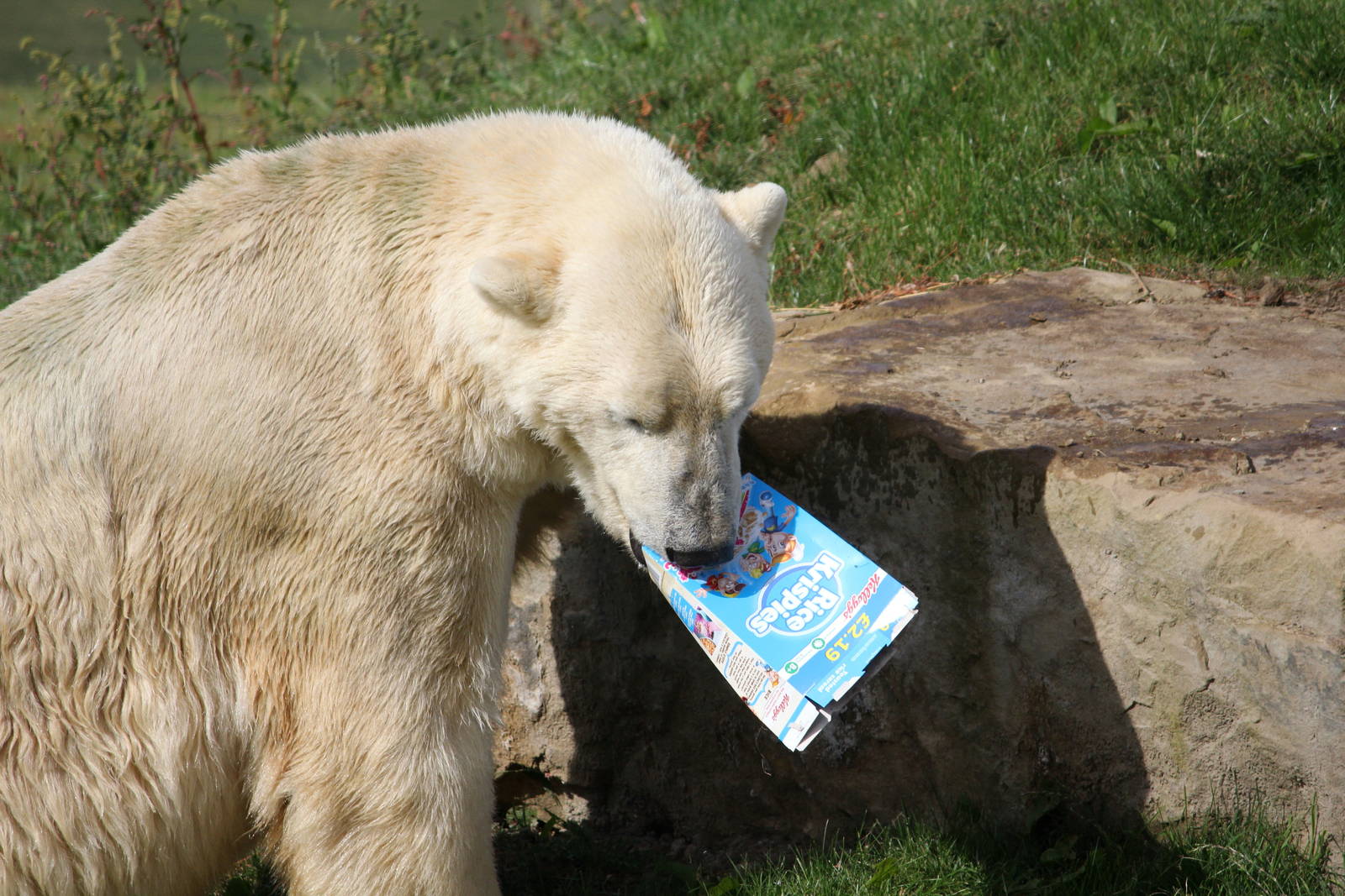 Victor with his breakfast 24-8-14