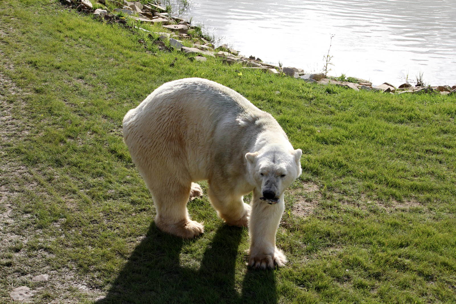 Victor with his supper 19-8-14