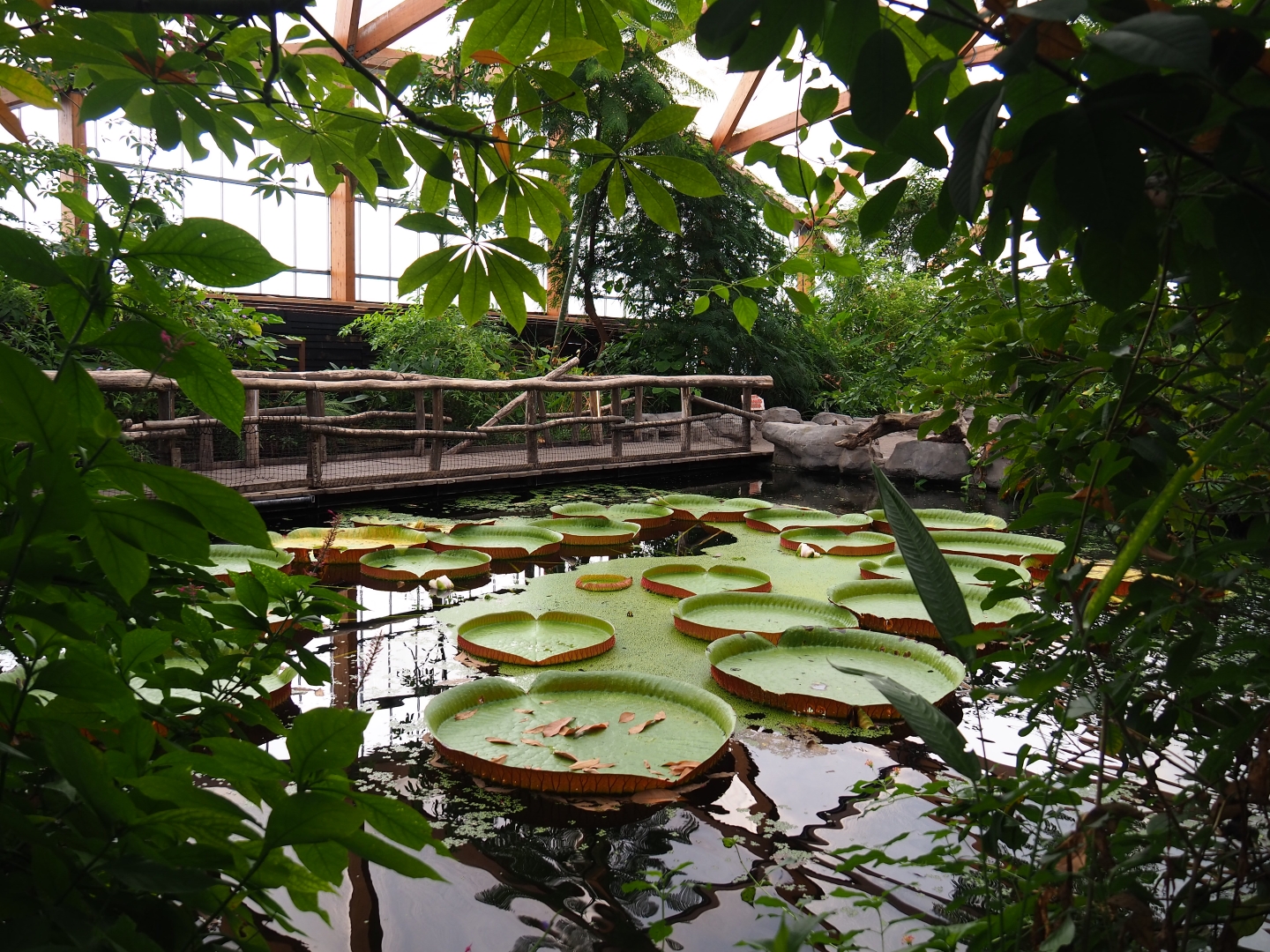 Victoria amazonica pond (Nov 10th, 2018)