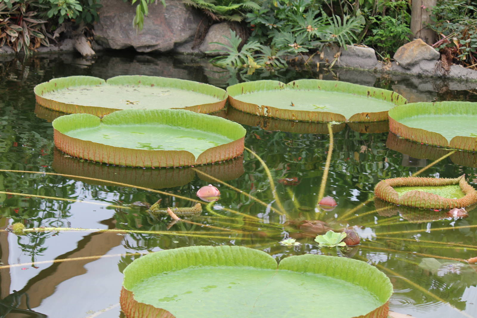 Victoria Amazonica