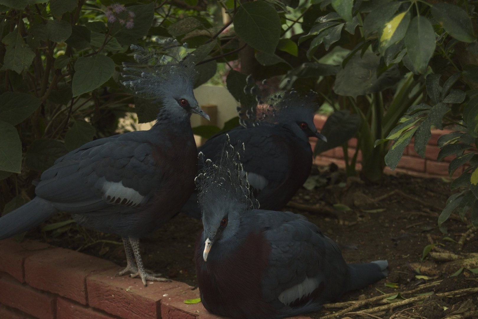 Victoria Blue Crowned Pigeons