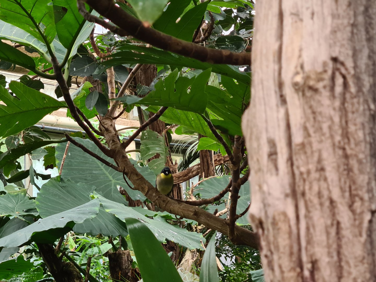 Victoria conservatory - Blue-crowned laughingthrush