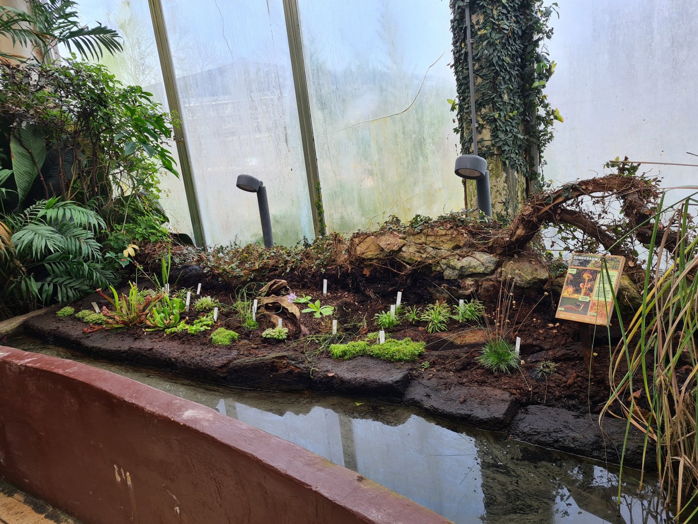 Victoria conservatory - Carnivorous plants