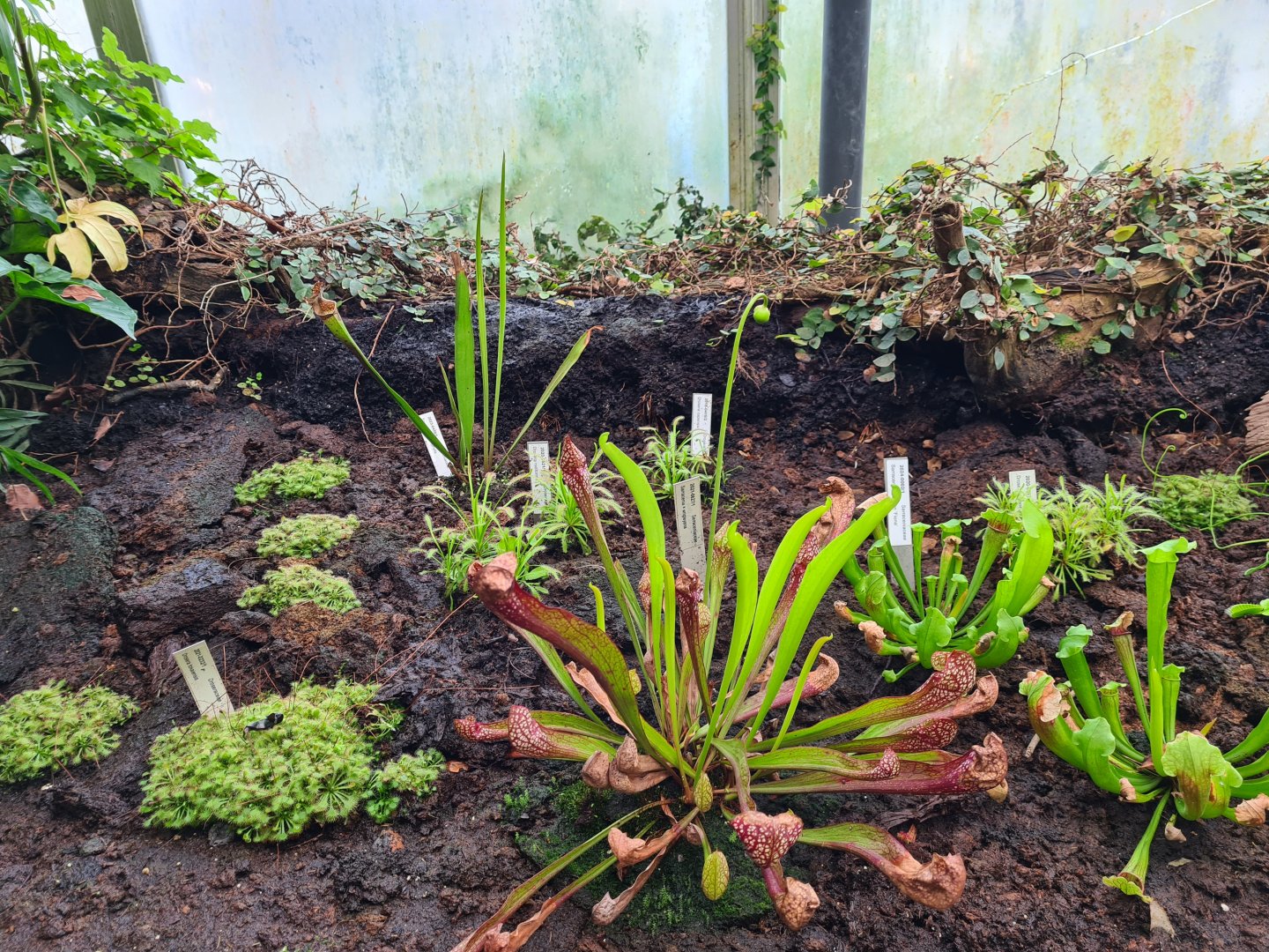 Victoria conservatory - Carnivorous plants