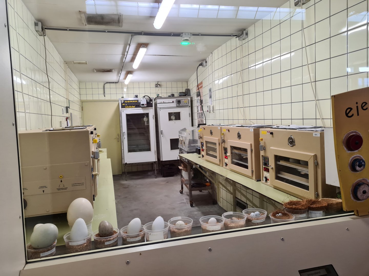 Victoria conservatory - Egg nursery