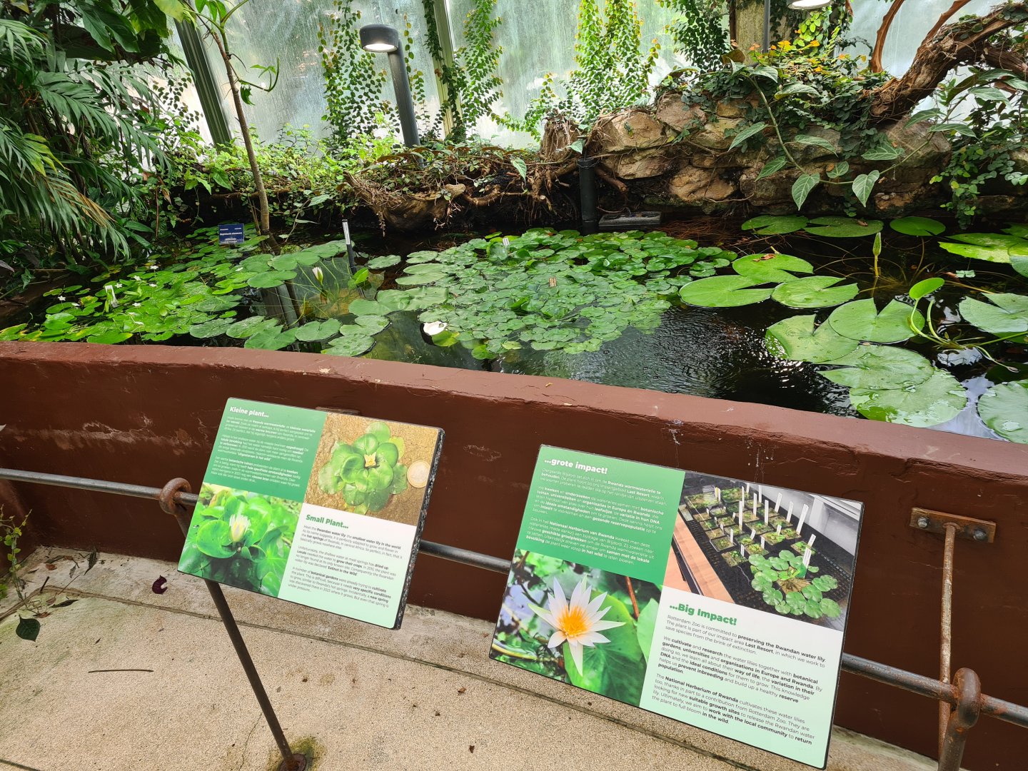 Victoria Conservatory - Rwandan warm water lily