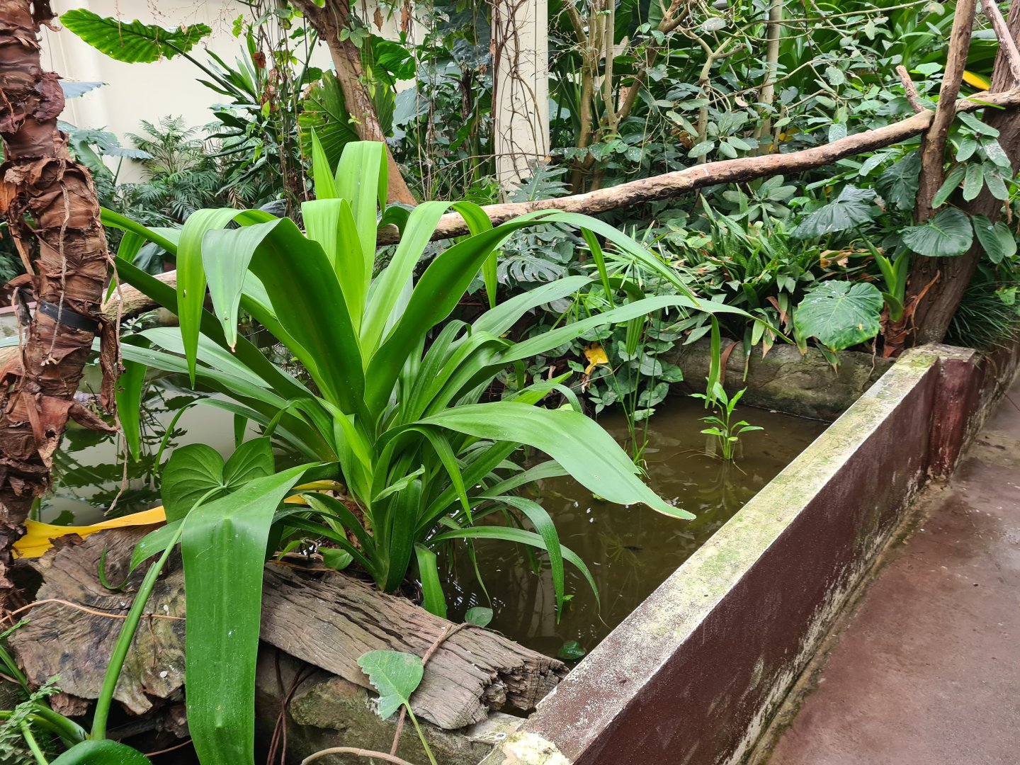 Victoria conservatory - Small pond
