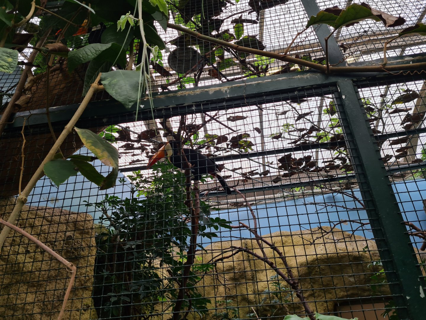 Victoria conservatory - Toco toucan