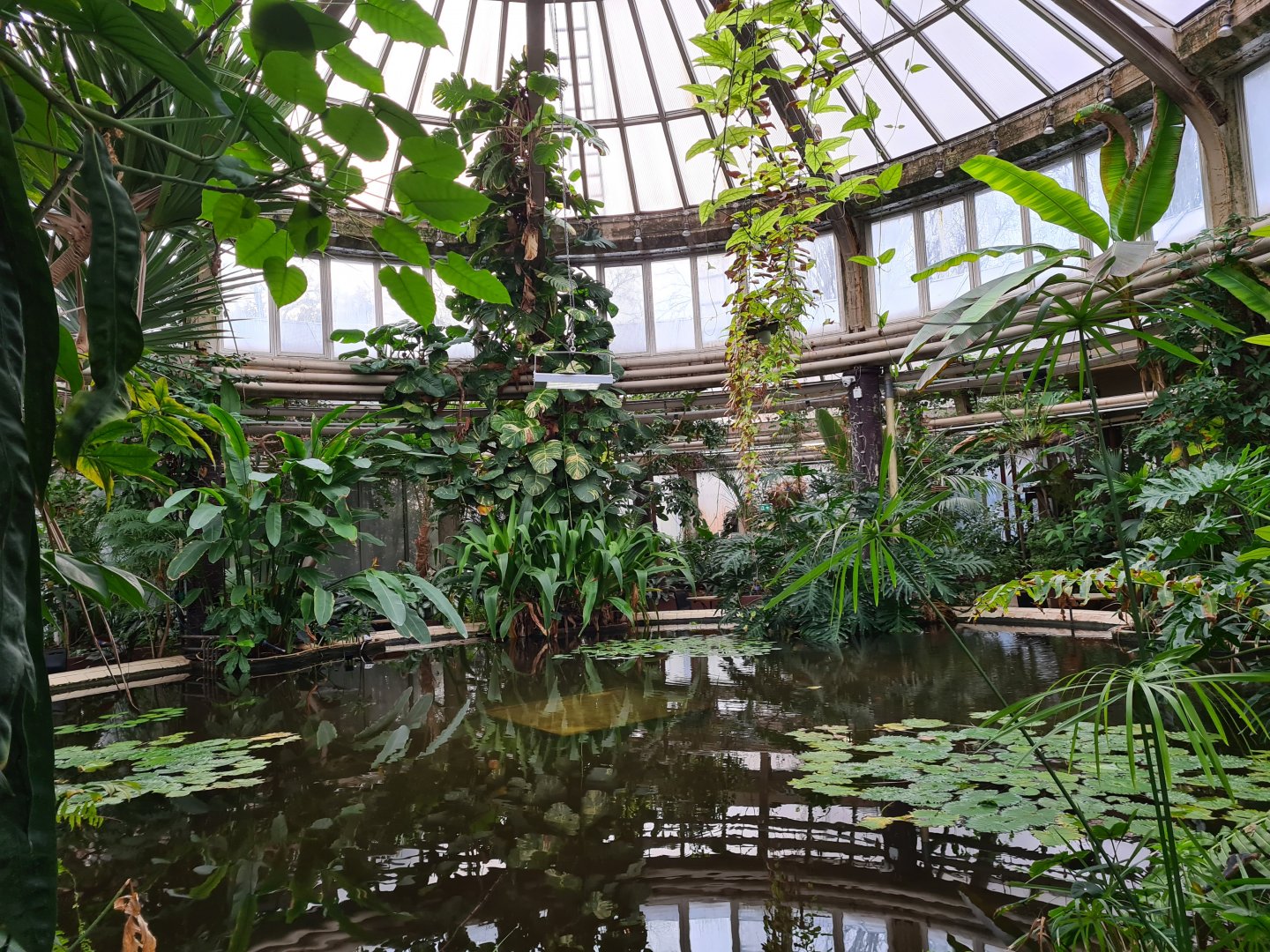 Victoria conservatory - Waterlily pond