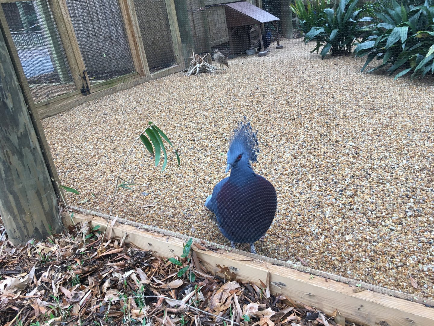 Victoria crowed pigeon