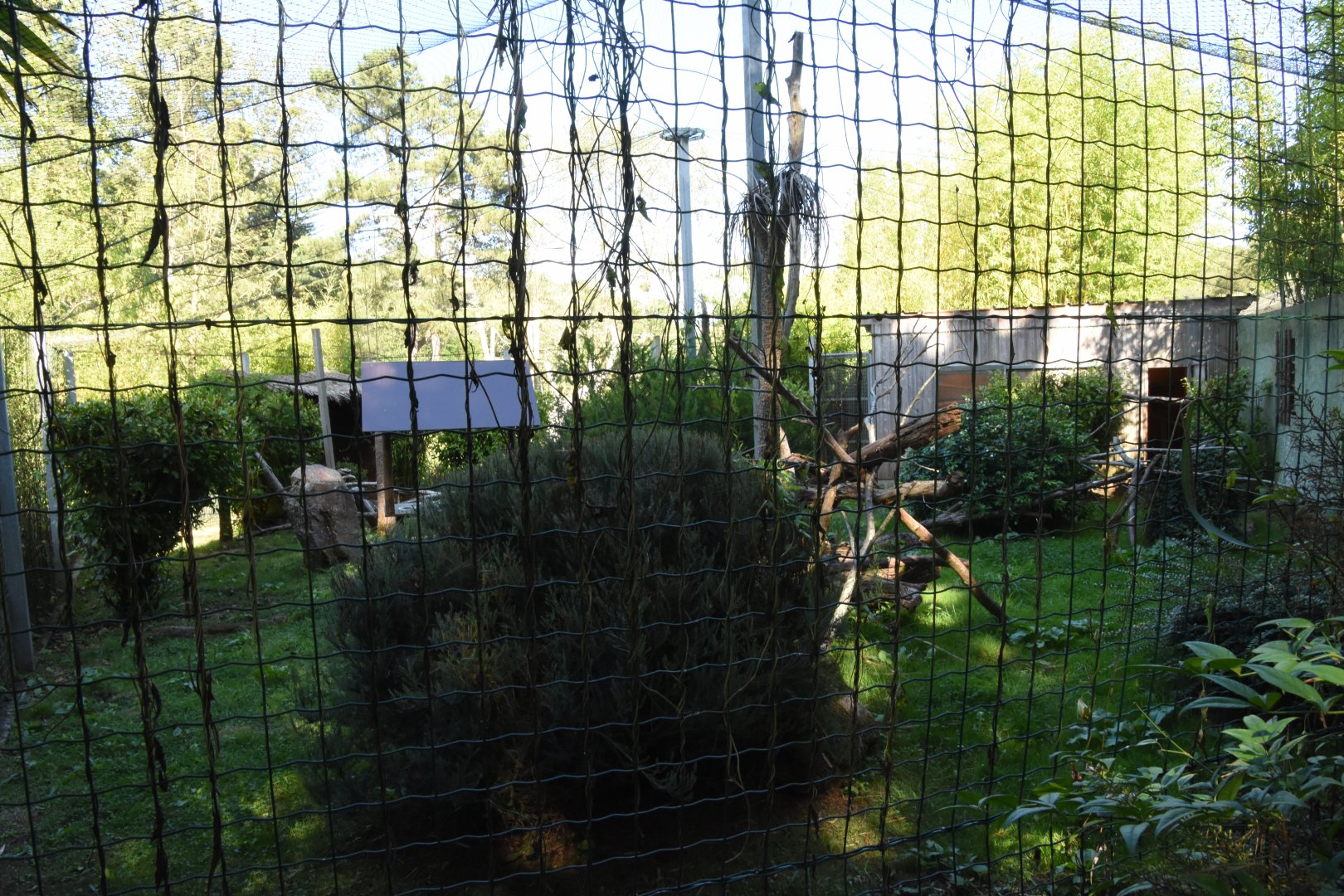 Victoria Crowned & Luzon Bleedingheart pigeon aviary