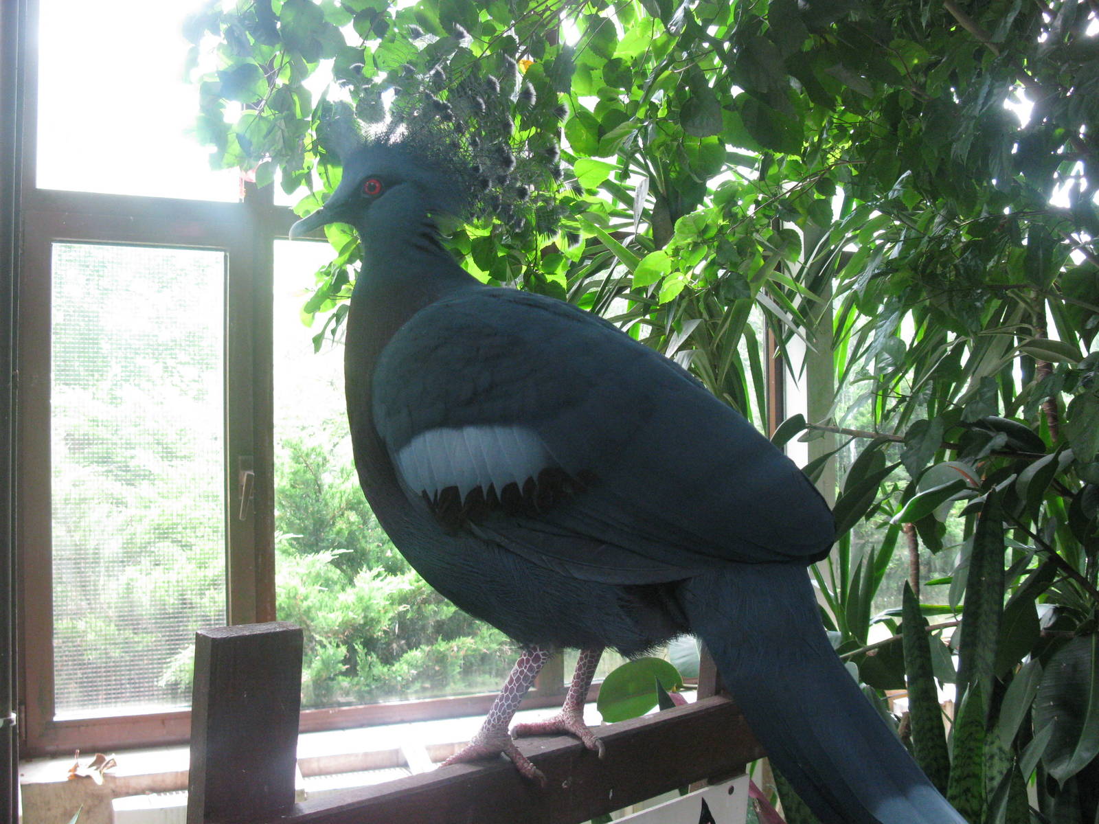Victoria crowned Pidgeon