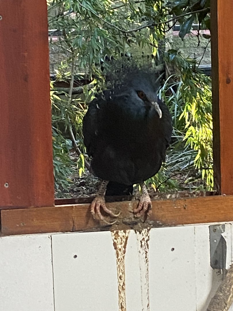 Victoria crowned pigeon 011125