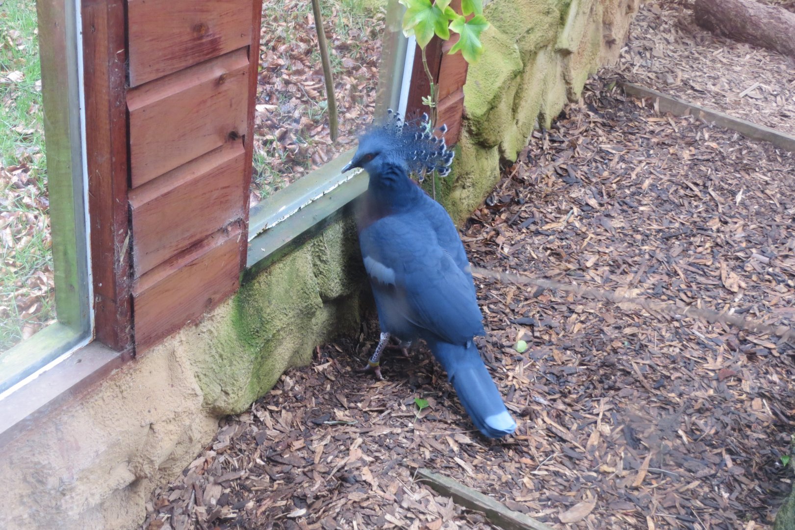 Victoria crowned-pigeon 040319