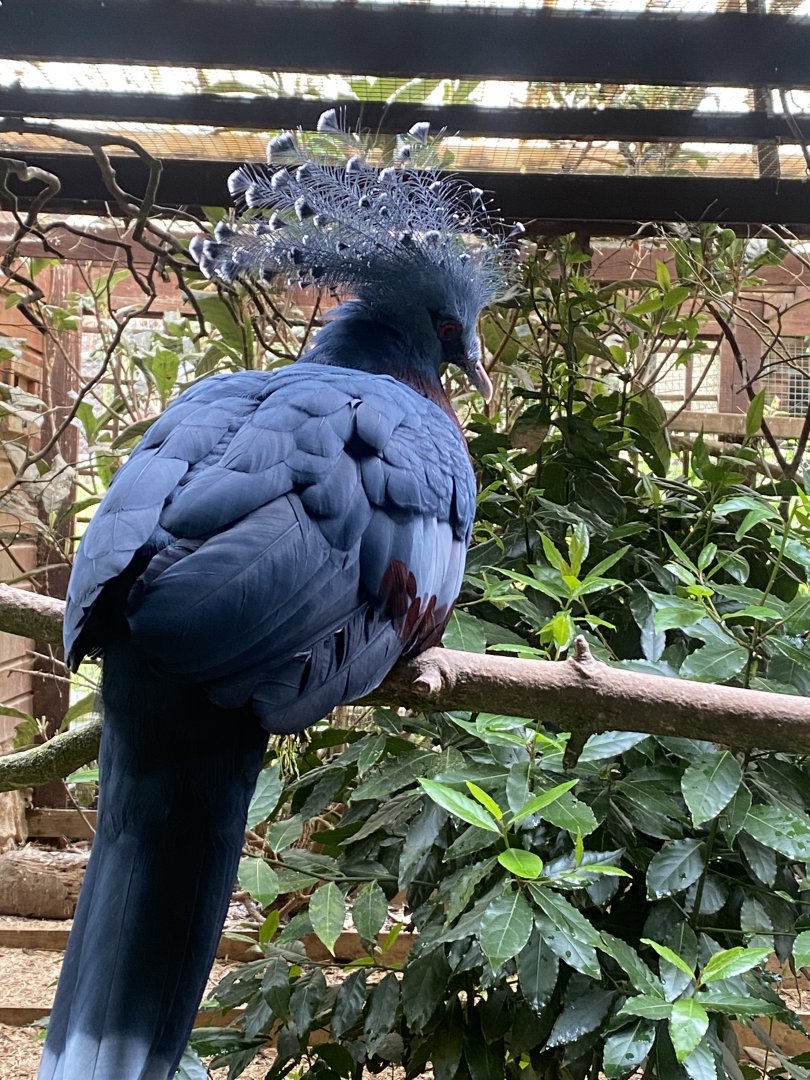Victoria crowned pigeon 050625