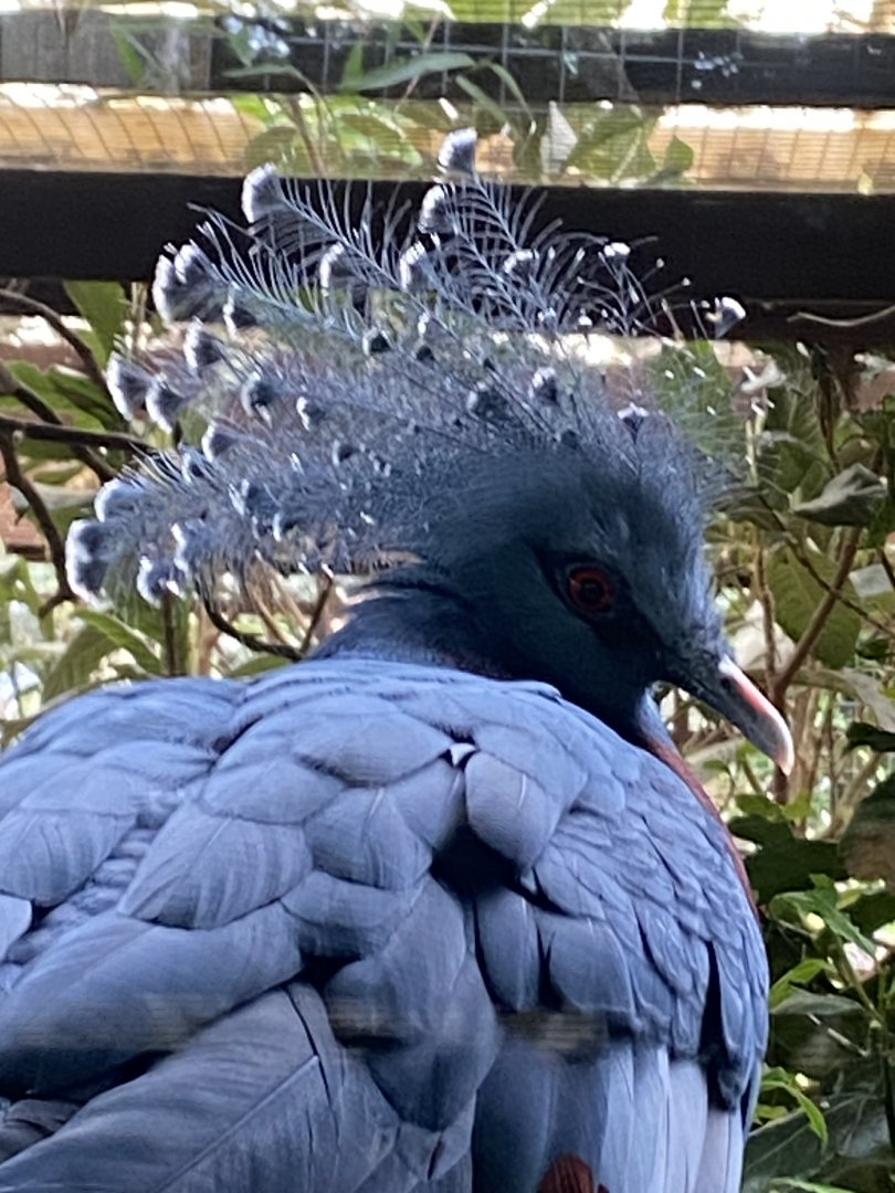 Victoria crowned pigeon 050625
