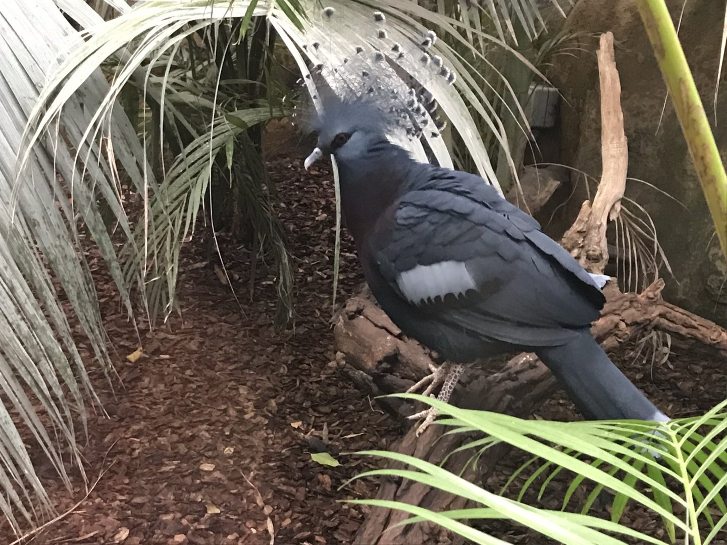Victoria crowned-pigeon 050819