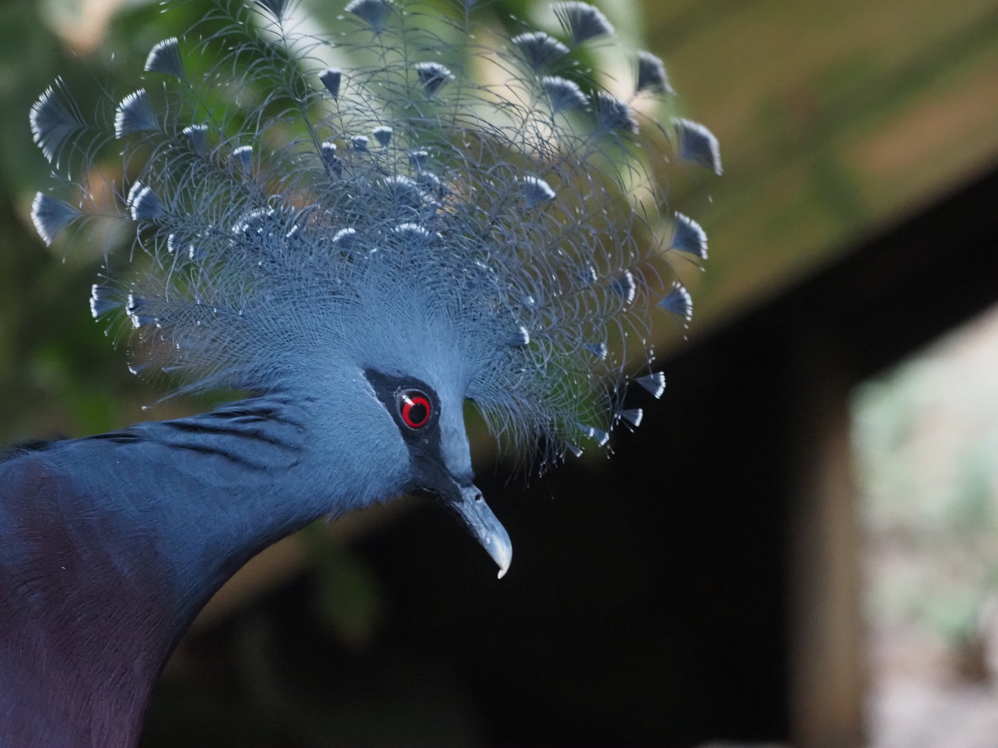 Victoria Crowned Pigeon 1