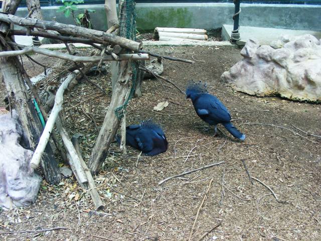 Victoria Crowned Pigeon 13.6.09