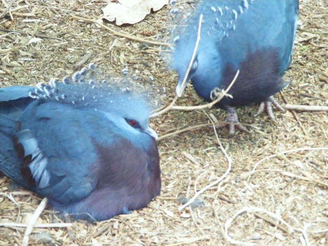 Victoria Crowned Pigeon 13.6.09