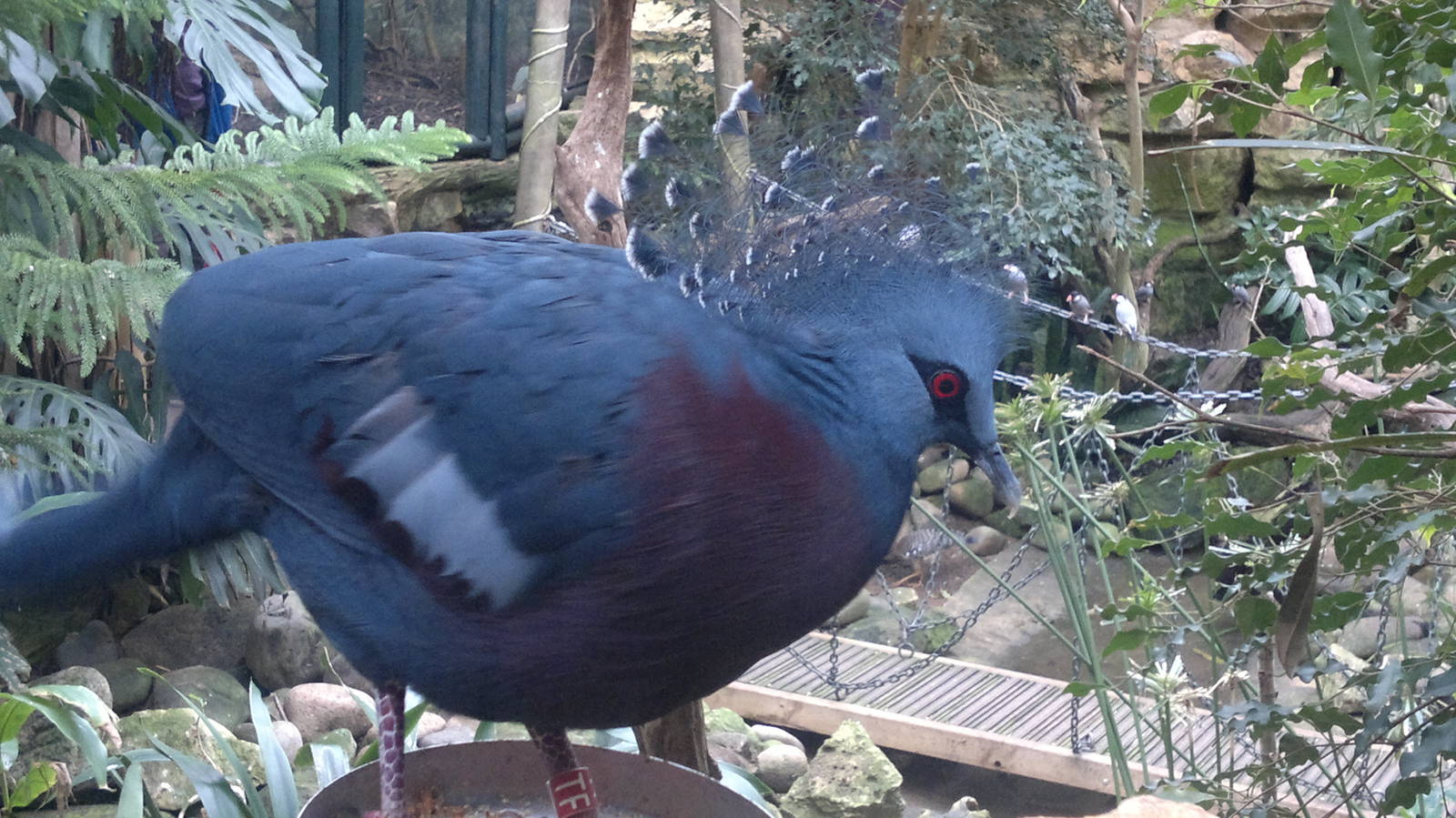 Victoria Crowned Pigeon 15/3/12