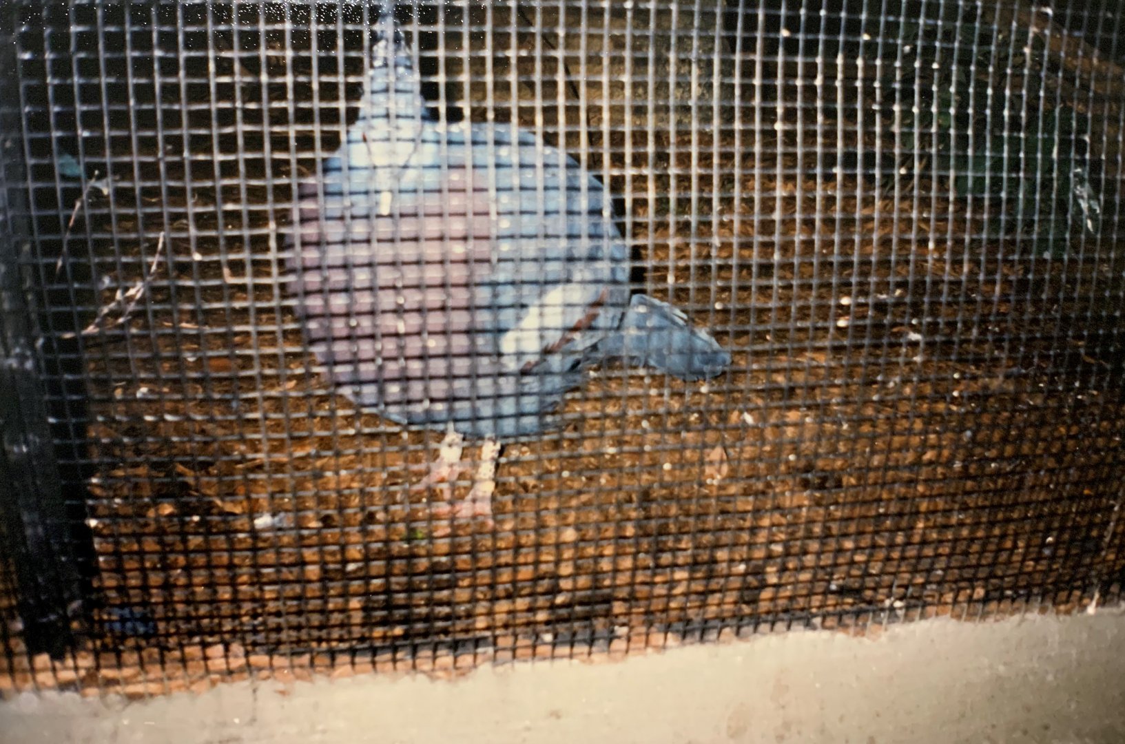 Victoria Crowned Pigeon (1996)