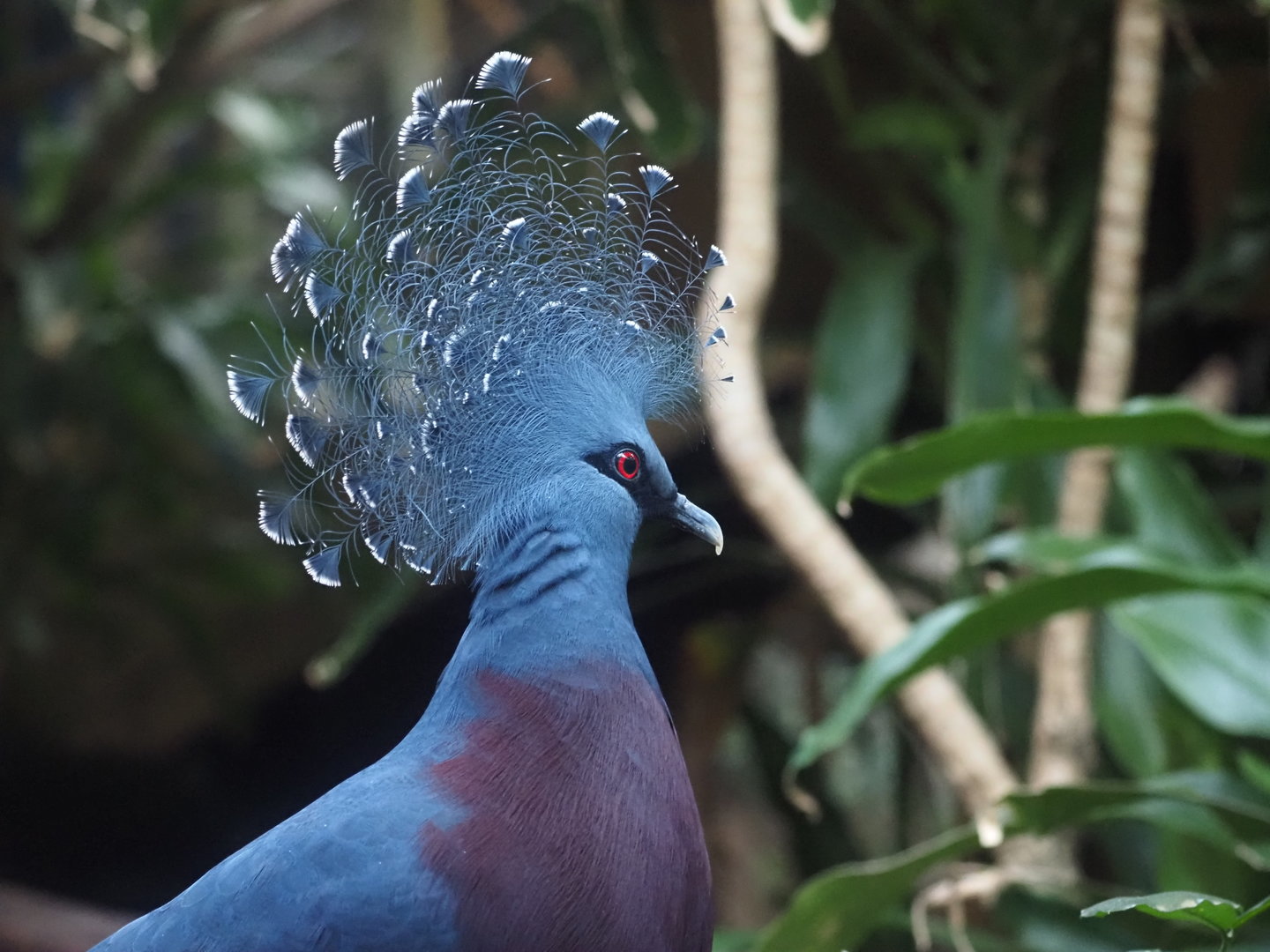 Victoria Crowned Pigeon 2