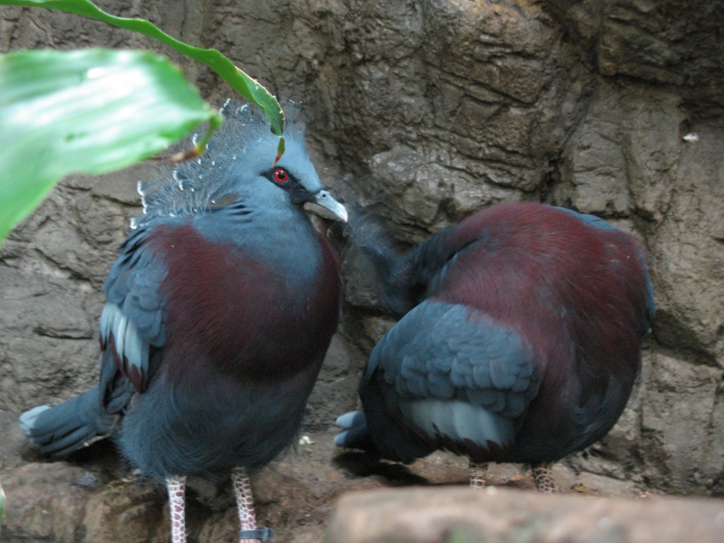 Victoria Crowned Pigeon (2008)