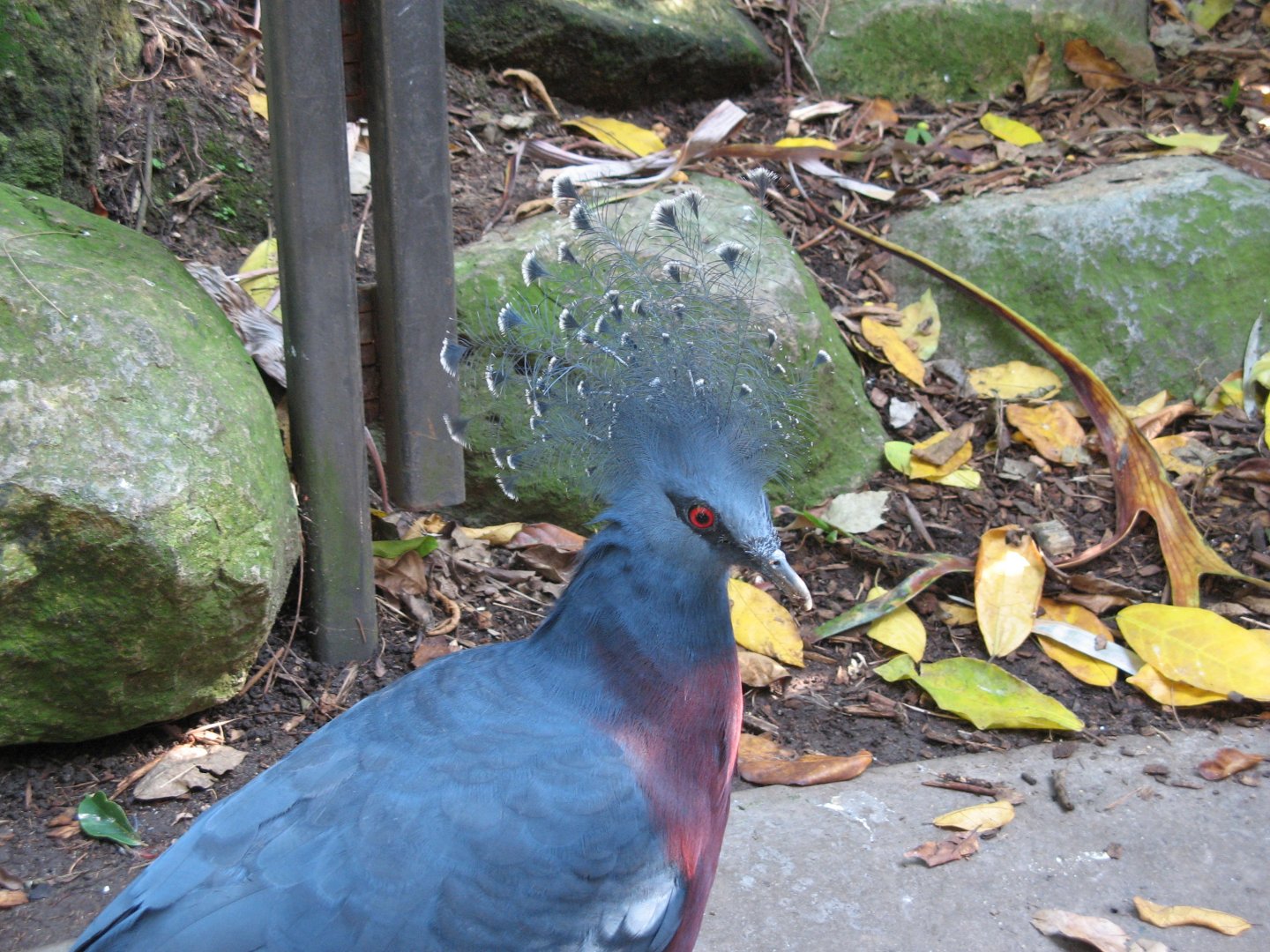 Victoria Crowned Pigeon (2008)
