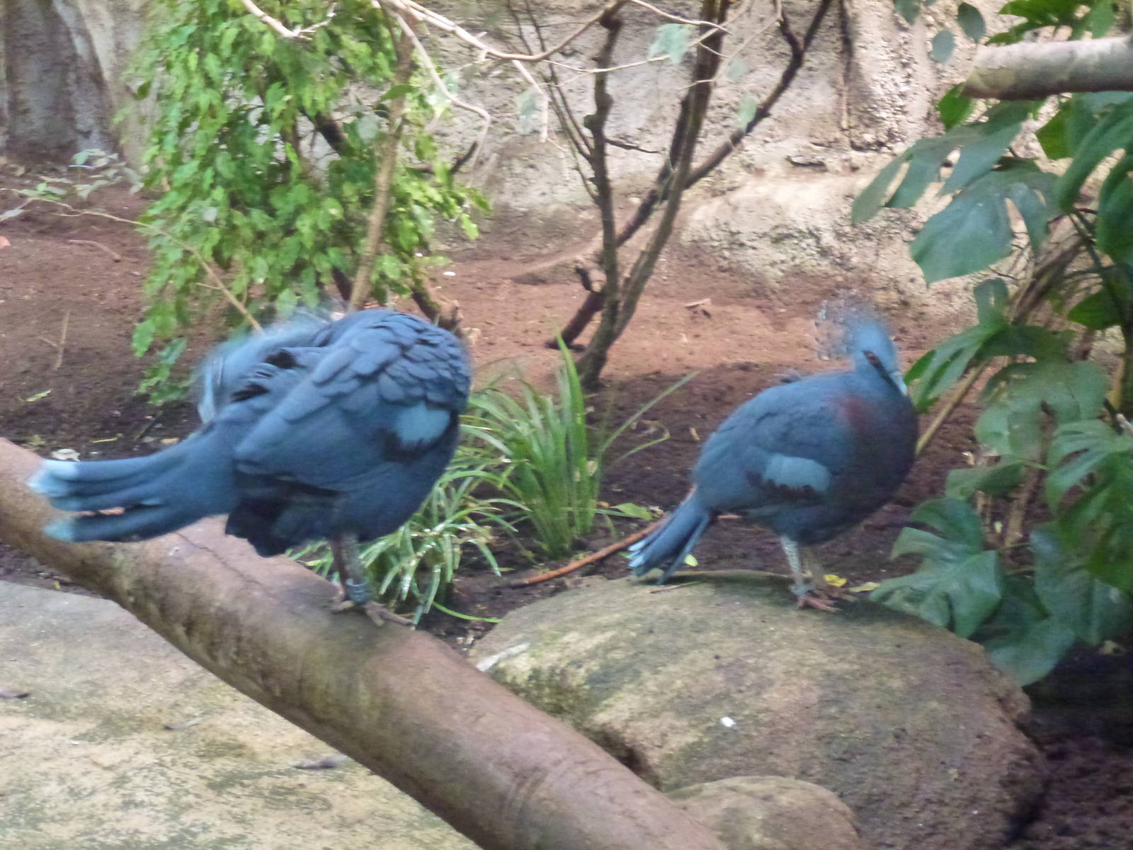 Victoria Crowned Pigeon 23.5.12