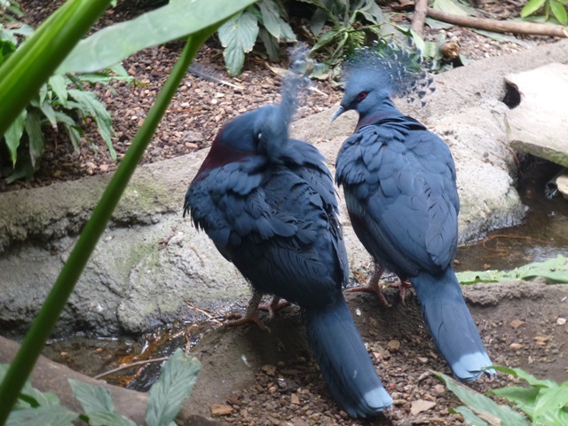 Victoria Crowned Pigeon 23.6.13
