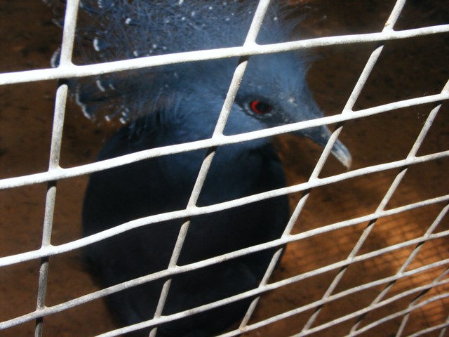 Victoria Crowned Pigeon 24.8.10