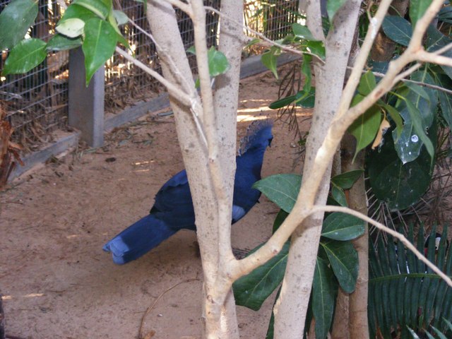 Victoria Crowned Pigeon 25.12.10