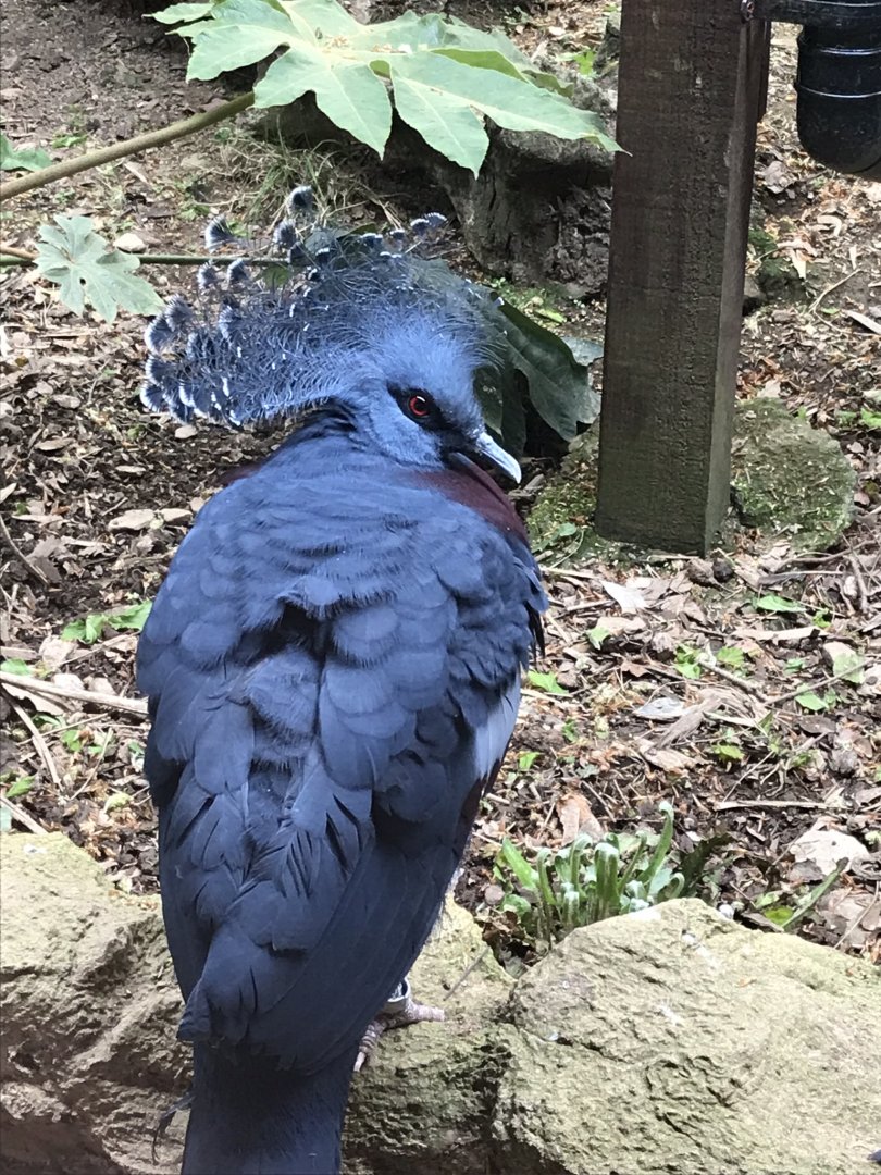 Victoria crowned-pigeon 280419