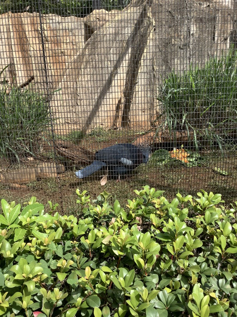 Victoria Crowned Pigeon 3/25/23