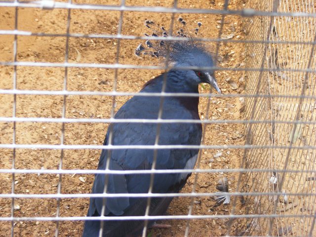 Victoria Crowned Pigeon 4.4.09