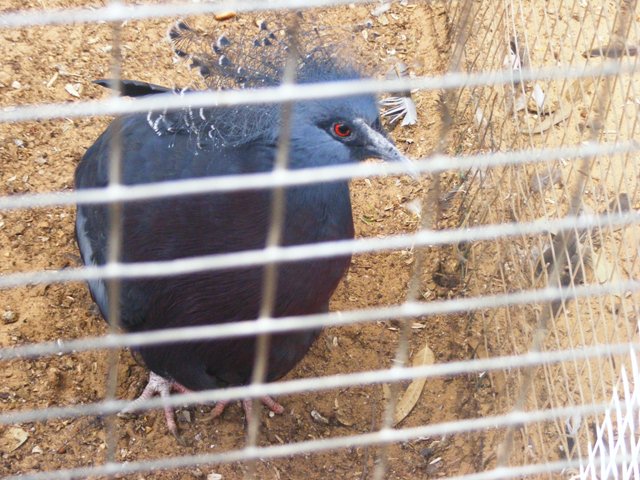 Victoria Crowned Pigeon 4.4.09